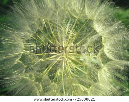 Macro photography of a dandelion. Harmony. Cute printable picture for interior.
