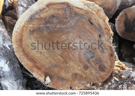 Timber to make ashes.