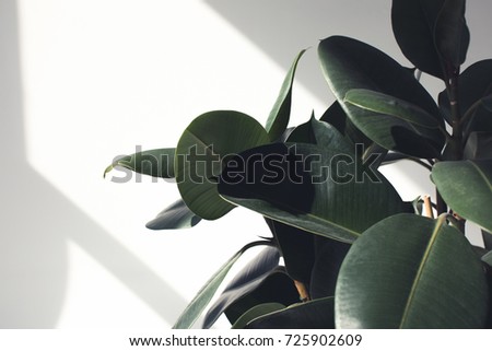 close up of green ficus plant with sunlight, minimalistic style