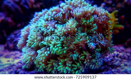 Goniopora lps coral