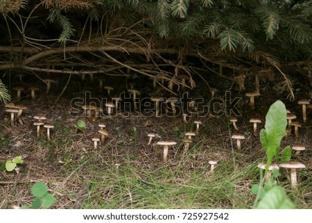 Mushroom. Slovakia