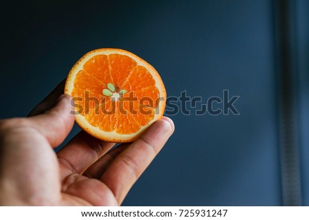 Close focus of hand holding orange fruit with copy space for text or advertising