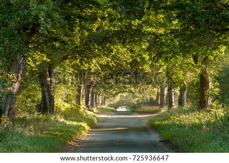 Tree arches across a rural country lane showing nature and roads living in harmony. Sunrise light glowing under the canopy and branches. Tree trucks reflecting the warmth of the morning sun.  Royalty-Free Stock Photo #725936647