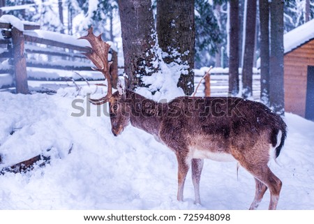 Deer in the forest in winter beautiful and falling snow