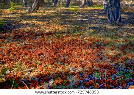 autumn in a anatolia Forest