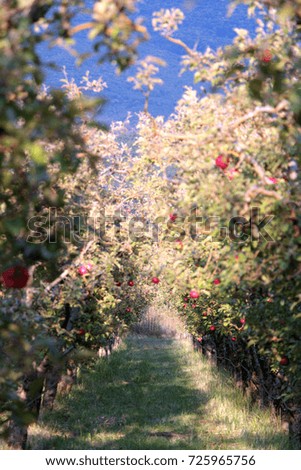 picture of ripe apples in orchard ready for harvesting,shallow dof