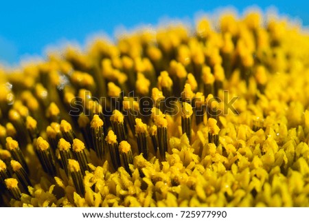 Sunflower seeds in drops close-up
