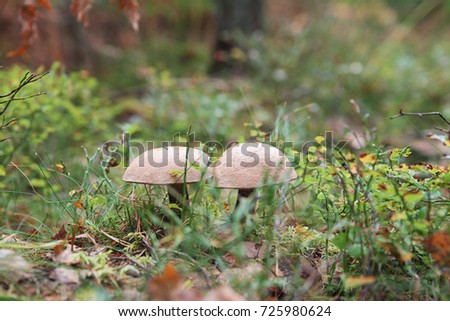 Autumn brown cap mushrooms with yellow leaves in the forest.