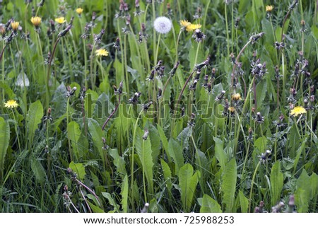 Dandelions ready to bloom in the green grass. Summer texture