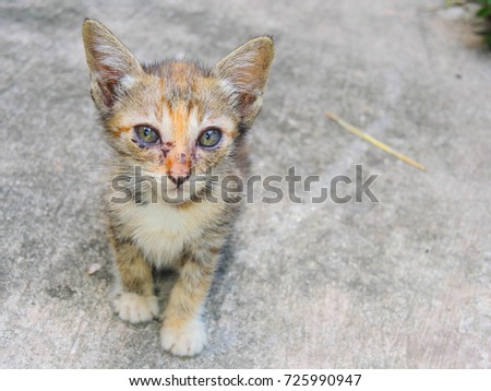 Kitten tiger.Sitting next to.Cat on the cement floor.beautiful picture.Space for text input.Has a very beautiful background.