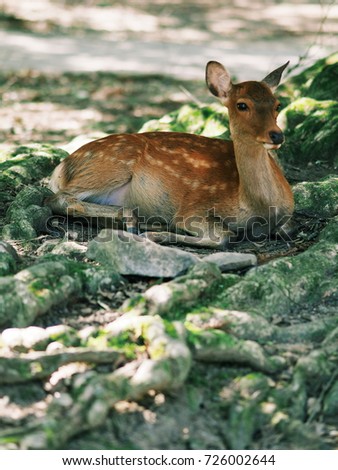 Japan's famous Nara deer. Sika Deer Cervus Nippon Nara, Japan.