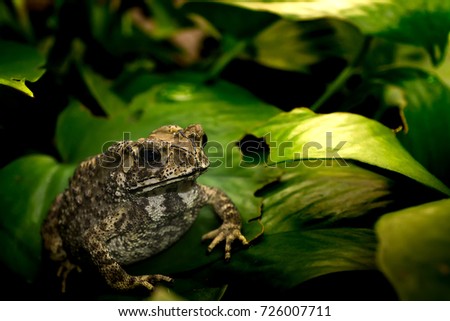 Close up picture the common toad on green leaf in garden.