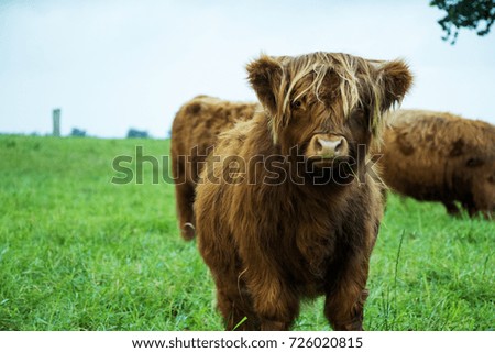 Brown highland cow calf eating grass and standing on grass field on a cloudy day.