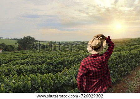 Farmer working on coffee field at sunset outdoor Royalty-Free Stock Photo #726029302