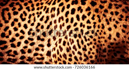 Beautiful leopard skin background, natural orange fur with black spots, wild African animal skin pattern
