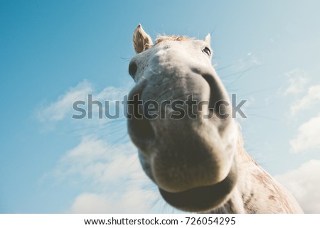 White horse portrait selfie funny pets close up nose wild nature animal thematic 