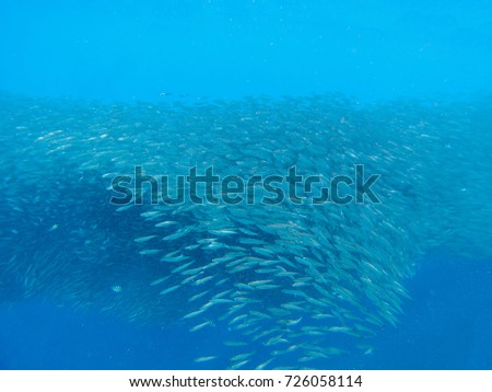 Sardines colony in blue sea. Massive fish school undersea photo. Huge fish school swimming in seawater. Mackerel shoal. Oceanic wildlife. Sea sardines. Fishing for seafood. Salt water fish shoal