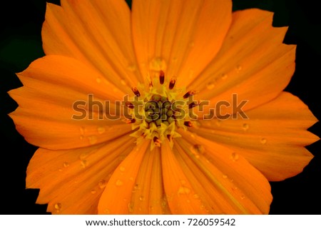 Orange flower or orange flower image use for flower background