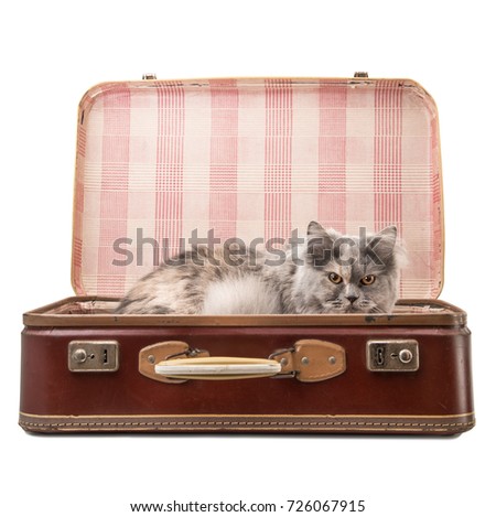 cat in suitcase on white background