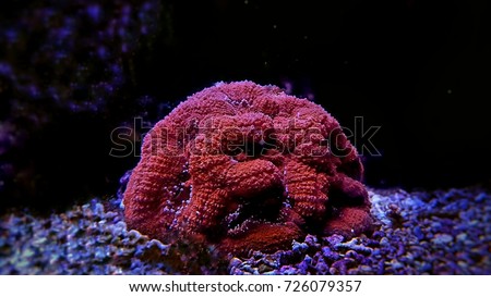 Red Lobophyllia lps coral