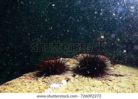 sea water texture, underwater background