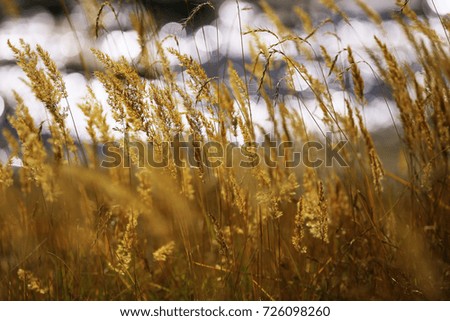 background with beautiful autumn grass
