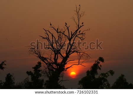 Some birds are standing on the dead tree with sunset background