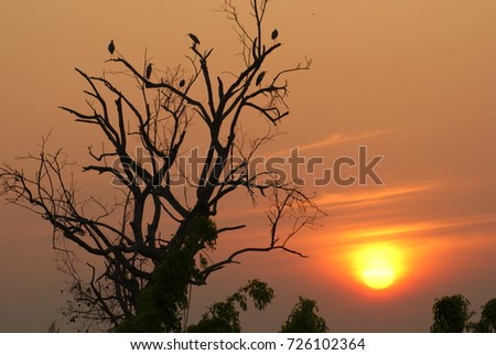 Some birds are standing on the dead tree with sunset background