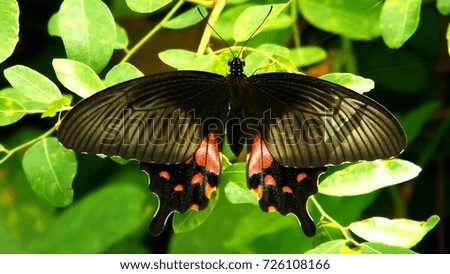 Beautiful butterfly wings