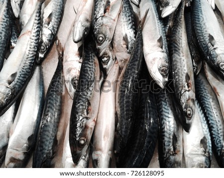 Fresh mackerel fish at the market. food