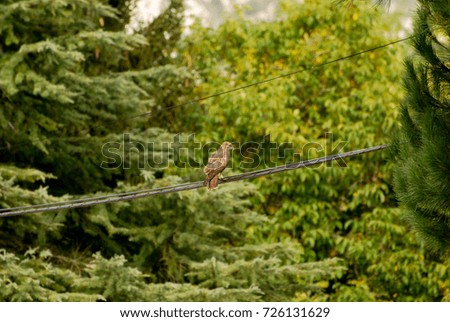 Eagle sitting on the cables, in the background green trees.