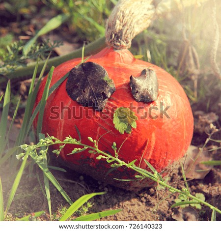 Orange pumpkins in autumn garden / small growing up Halloween