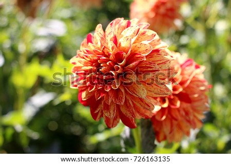 Decorative dahlia orange flowers with red stripes