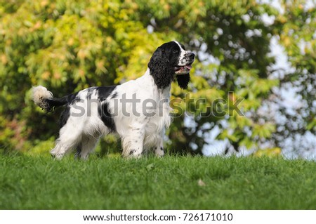 Dog breed English Springer Spaniel in outdoors. Royalty-Free Stock Photo #726171010