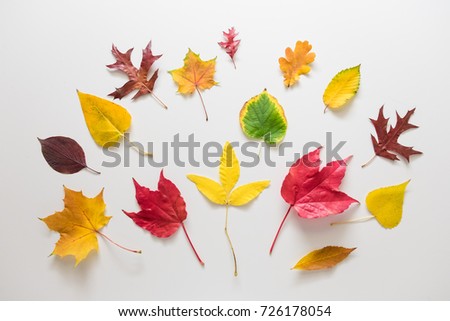 Different autumn leaves collected