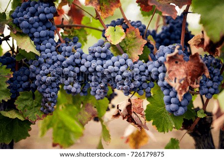 Bunch of blue grapes in the vineyard