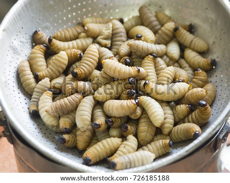 Coconut beetle worm
