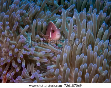 Pink skunk anemone clownfish in Gulf of Thailand