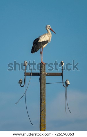 White stork standing on a post