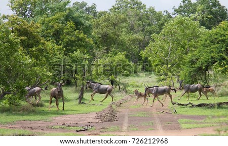 Group of wildebeests and calves seen during a safari at the Selous Game Reserve, Tanzania (Africa) Royalty-Free Stock Photo #726212968
