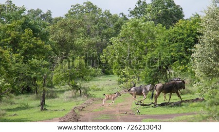Group of wildebeests and calves seen during a safari at the Selous Game Reserve, Tanzania (Africa) Royalty-Free Stock Photo #726213043