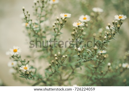Wild daisy flowers Nature Background