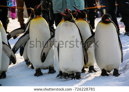 King penguins walking on the snow in winter in Asahikawa ,Japan.
