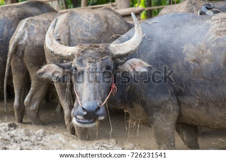 Buffalo farming in Thailand.