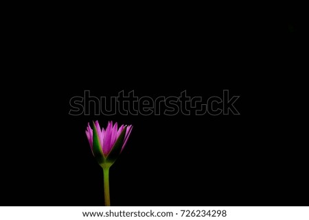 purple lotus flower isolated on black background