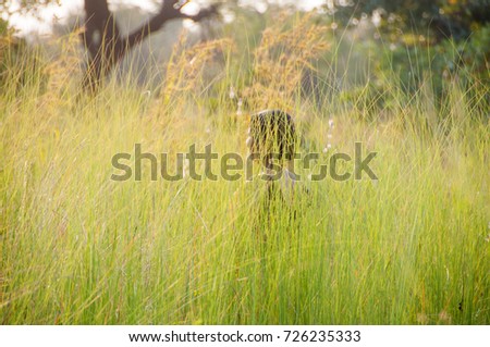 Beauty young woman outdoors in green grass enjoying nature at sunset, blurred nature background, Blurred photo.