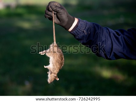 Farmer with protective gloves holding dead rat for tail on farm. Rodenticide concept in agriculture Royalty-Free Stock Photo #726242995