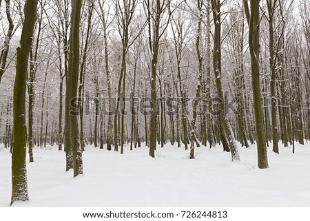 Snow-covered trees plants forest. Natural winter Christmas New Year background. Woodland snow under.