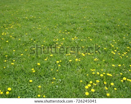 summer meadow, yellow flowers