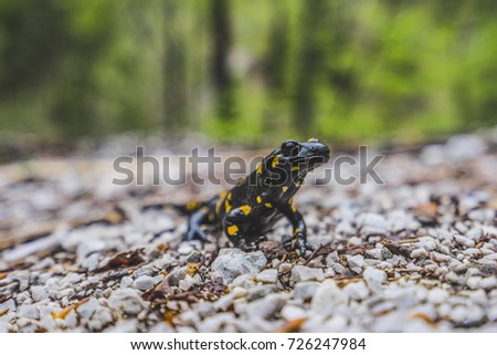 Salamander (Salamandra salamandra) on the rocky surface.